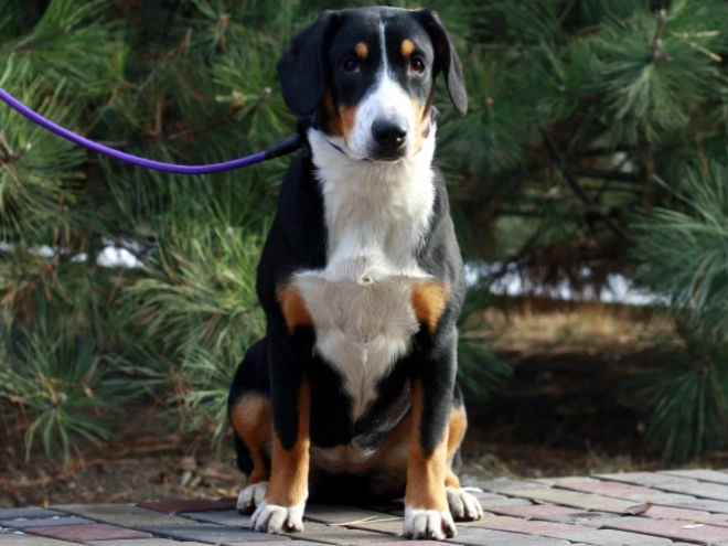 Perros Entlebucher en venta