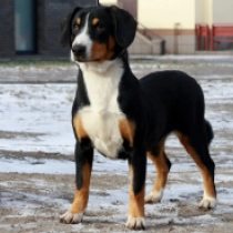 Entlebucher Sennenhund Welpe zu verkaufen