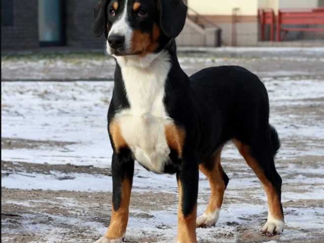 Perros Entlebucher en venta