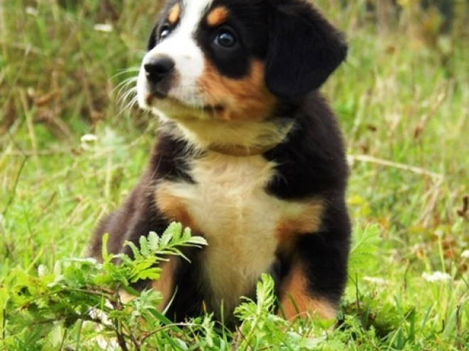 Entlebucher puppy for sale