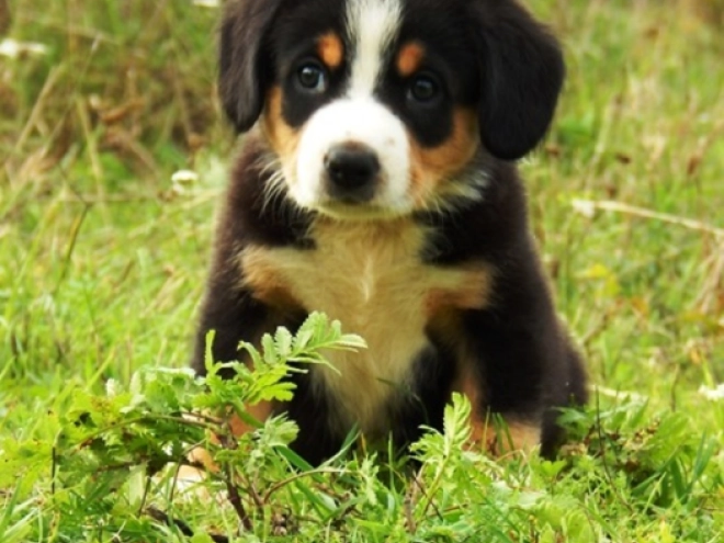 Entlebucher puppy for sale