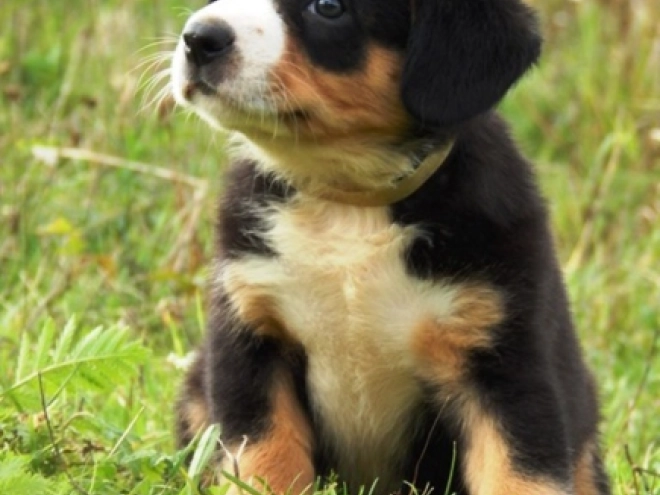 Entlebucher puppy for sale