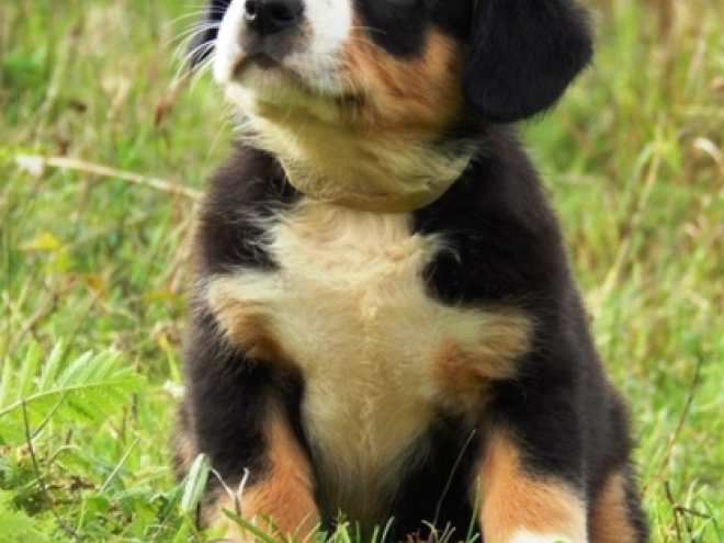 Entlebucher puppy for sale