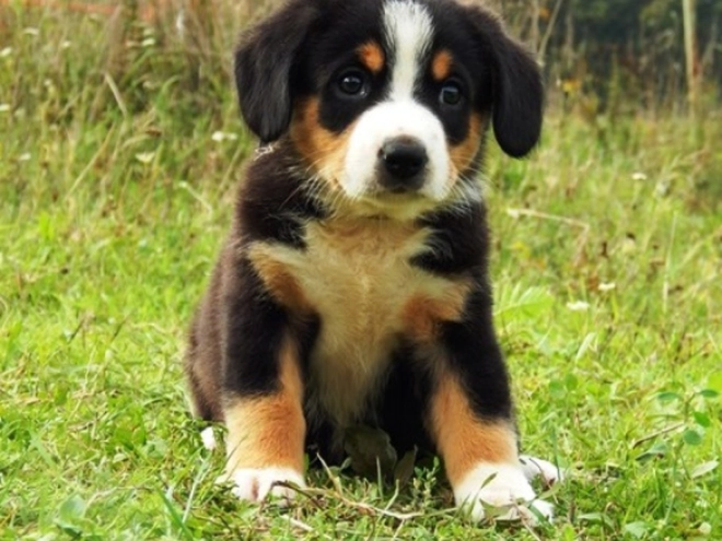 Entlebucher puppy for sale