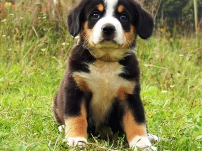 Entlebucher puppy for sale