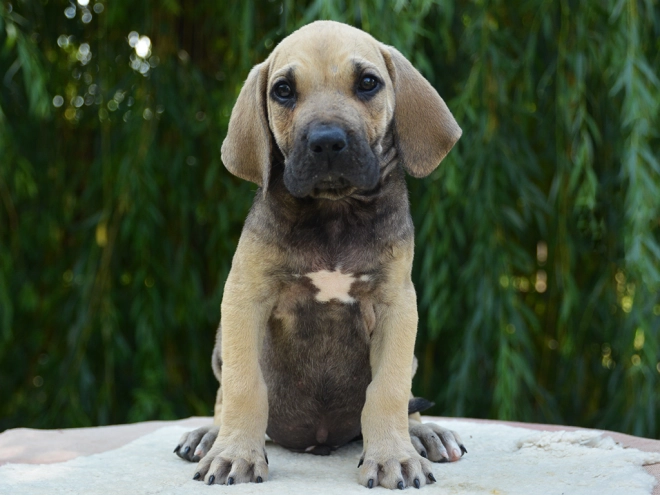 Fila Brasileiro Welpe kaufen