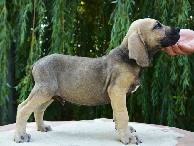 Fila Brasileiro Welpe kaufen
