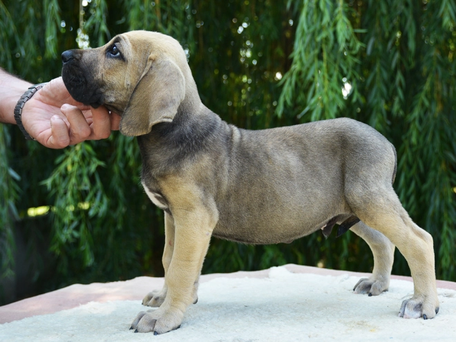 Fila Brasileiro Welpe kaufen