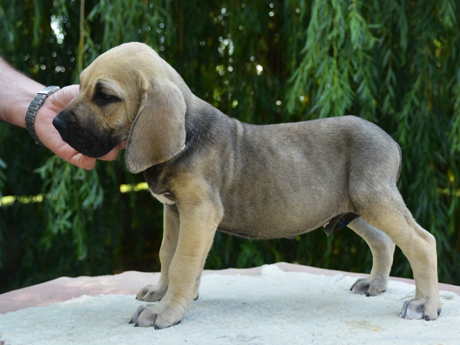 Fila Brasileiro Welpe kaufen