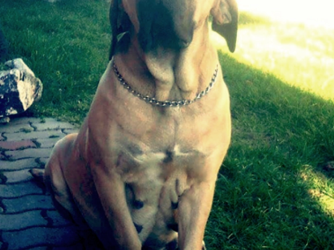 Fila Brasileiro Welpe kaufen