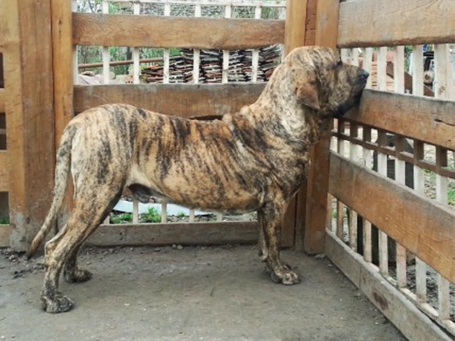Fila Brasileiro Welpe kaufen