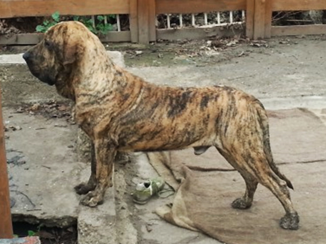 Fila Brasileiro Welpe kaufen