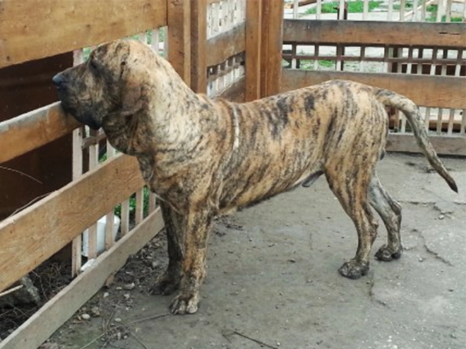 Fila Brasileiro Welpe kaufen