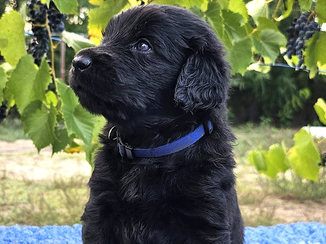 Flat-Coated Retriever Welpe kaufen