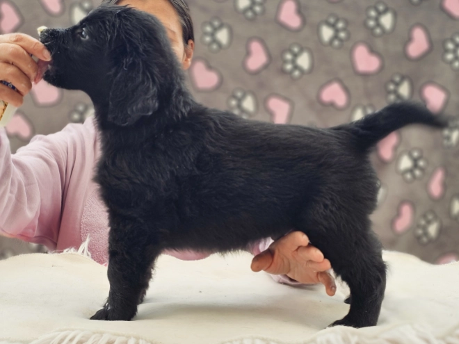 Flat-Coated Retriever Welpe kaufen