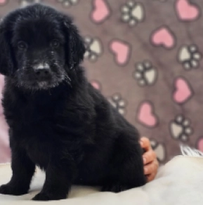 Jansson, black Flat-Coated Retriever Welpen kaufen
