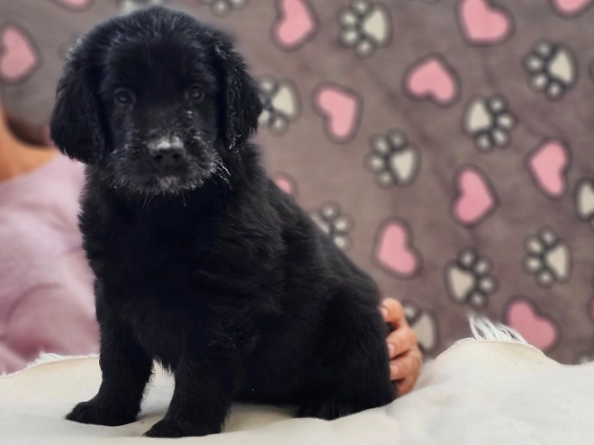 Flat-Coated Retriever Welpe kaufen