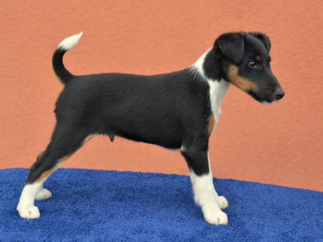 Fox Terrier puppy for sale