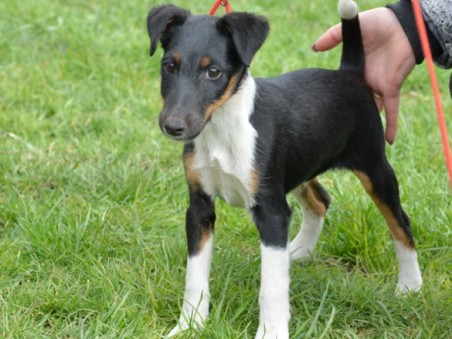 Fox Terrier puppy for sale