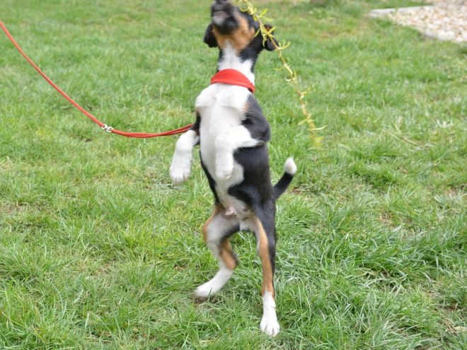 Fox Terrier puppy for sale