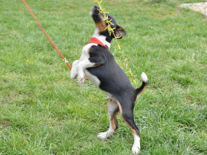 Fox Terrier puppy for sale