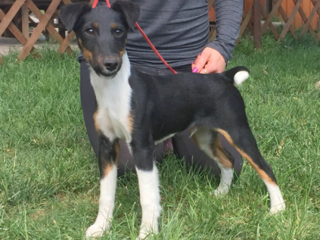 Fox Terrier puppy for sale