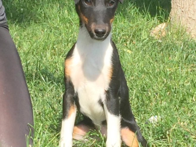 Fox Terrier puppy for sale