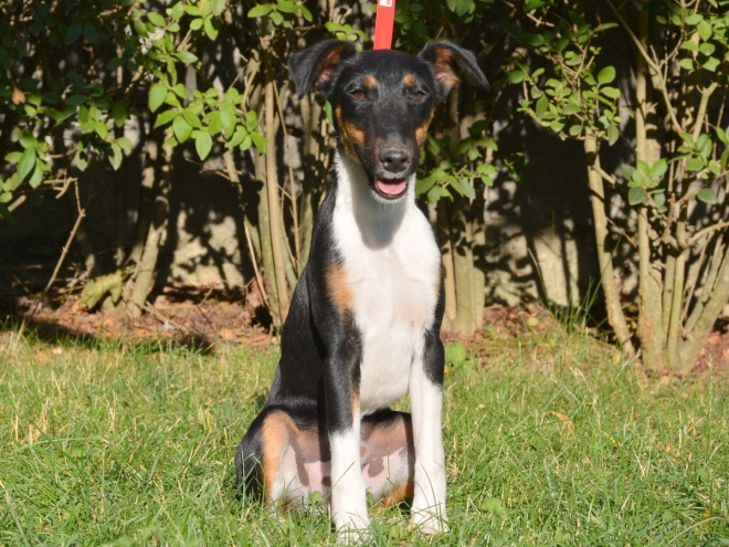 Fox Terrier puppy for sale