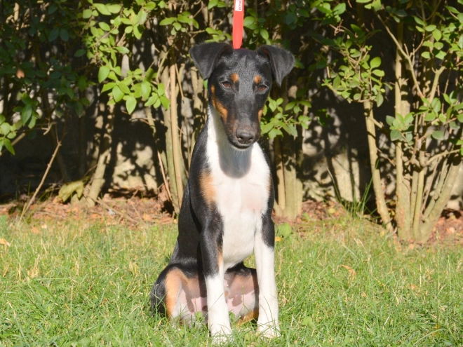 Fox Terrier puppy for sale