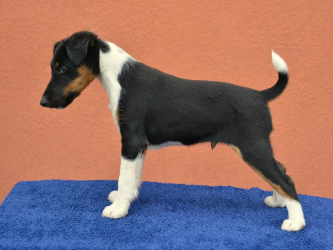 Fox Terrier puppy for sale