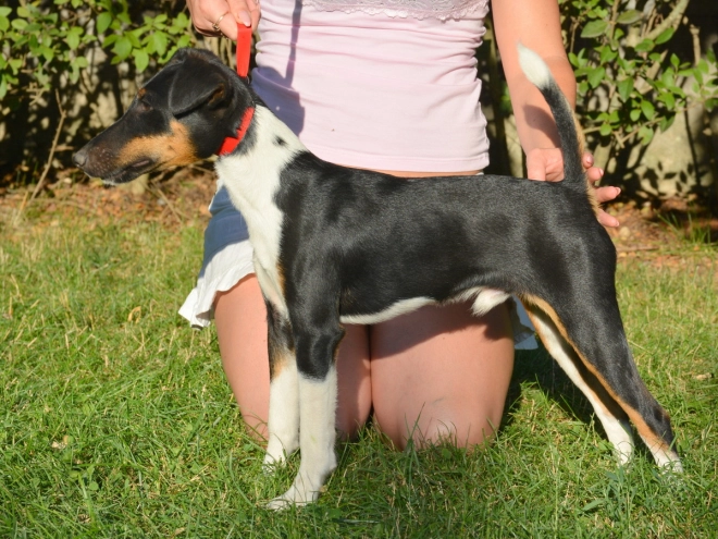 Fox Terrier puppy for sale