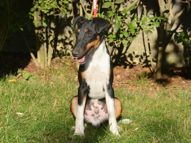 Fox Terrier puppy for sale