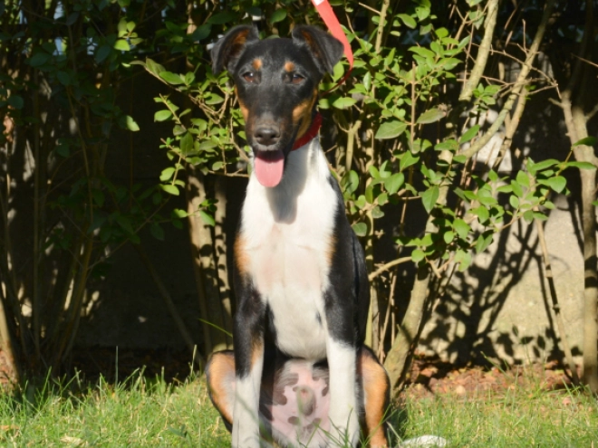 Fox Terrier puppy for sale