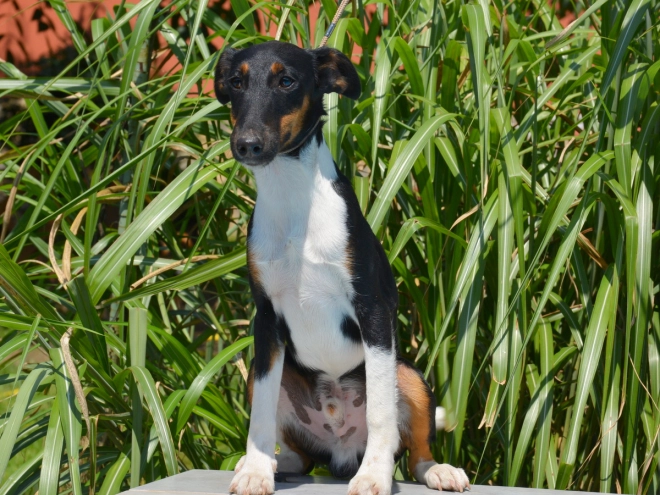 Fox Terrier puppy for sale