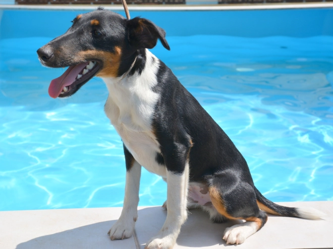 Fox Terrier puppy for sale