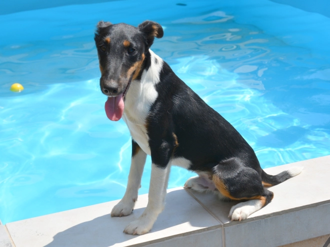 Fox Terrier puppy for sale