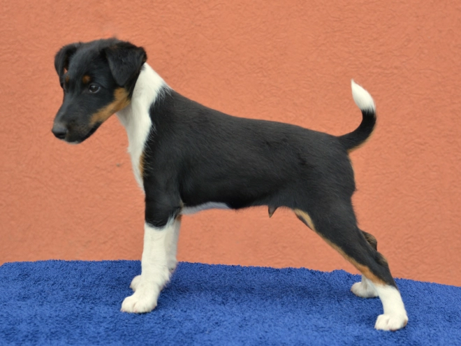 Fox Terrier puppy for sale