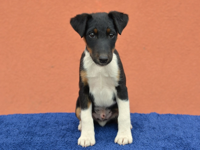 Fox Terrier puppy for sale