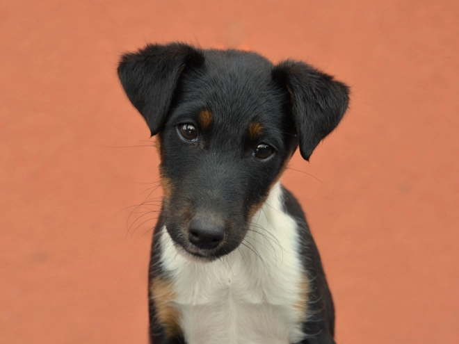 Fox Terrier puppy for sale