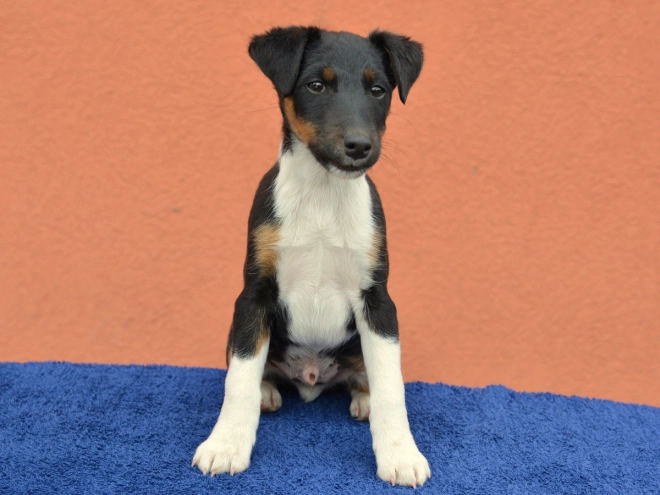 Fox Terrier puppy for sale