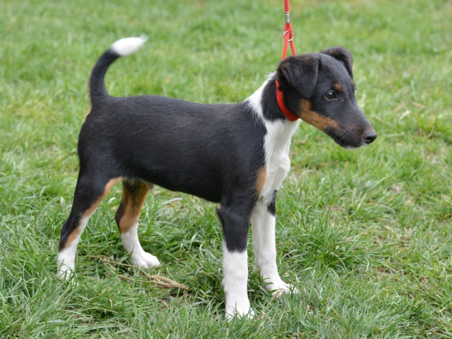 Fox Terrier puppy for sale