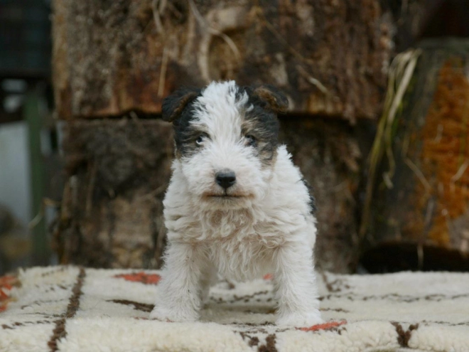 Fox Terrier puppy for sale