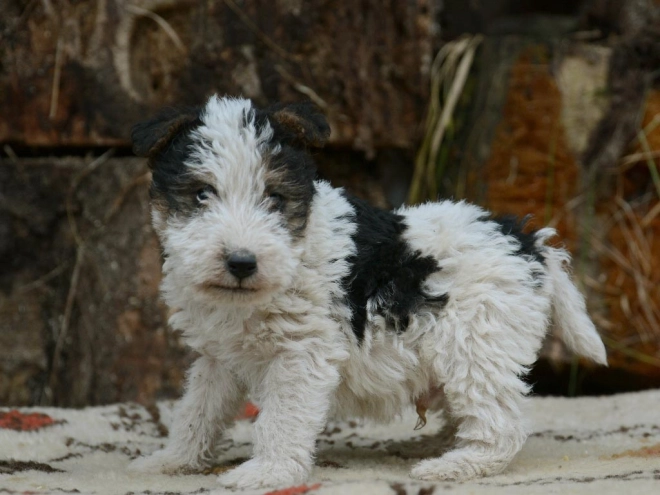 Fox Terrier puppy for sale