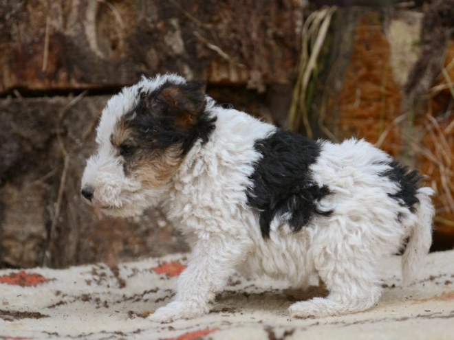 Fox Terrier puppy for sale