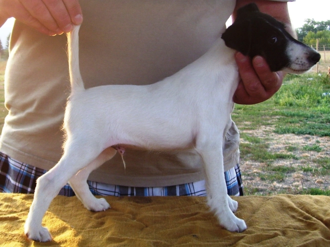 Perros Fox Terrier en venta