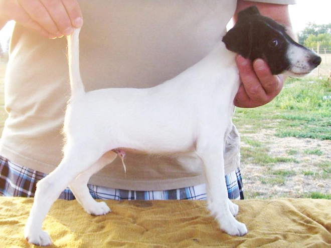 Perros Fox Terrier en venta