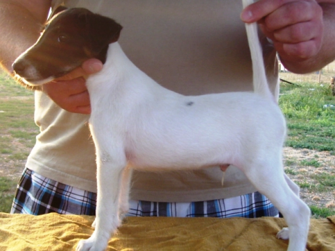 Perros Fox Terrier en venta