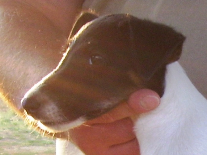 Perros Fox Terrier en venta