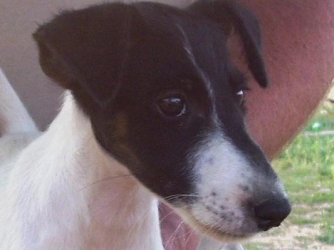 Perros Fox Terrier en venta
