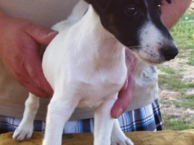 Perros Fox Terrier en venta